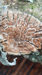 Byssomerulius corium