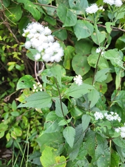 Ageratina altissima