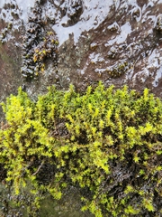 Racomitrium aciculare