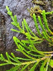 Cassiope tetragona