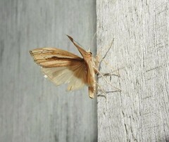 Orocrambus ramosellus