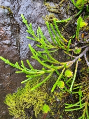 Cassiope tetragona