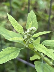 Chenopodium album