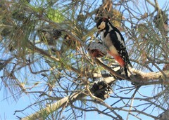 Dendrocopos major hispanus