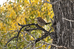 Zonotrichia albicollis
