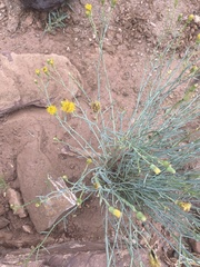 Thelesperma megapotamicum