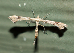 Platyptilia carduidactylus