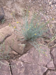 Thelesperma megapotamicum