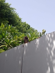 Streptopelia senegalensis