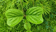 Aspidopterys tomentosa