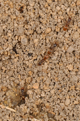 Forelius pruinosus