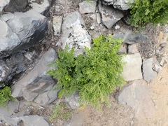 Cryptogramma cascadensis