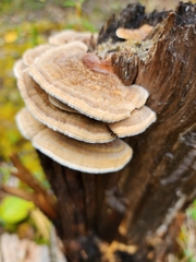 Trametes villosa