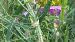 Lathyrus