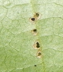 Pegomya bicolor