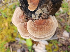 Trametes villosa