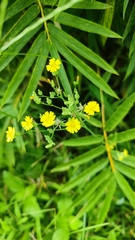 Youngia japonica