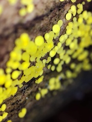 Dacrymyces stillatus