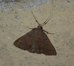 Zanclognatha lunalis