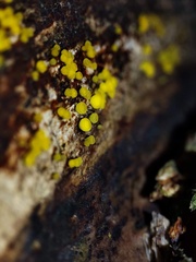 Dacrymyces stillatus