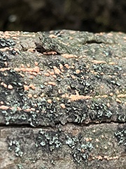 Nectria cinnabarina