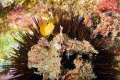 Parablennius pilicornis