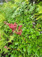 Leptarrhena pyrolifolia