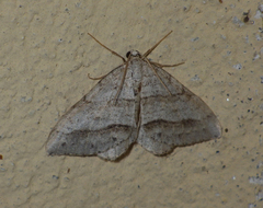 Perizoma parallelolineatum