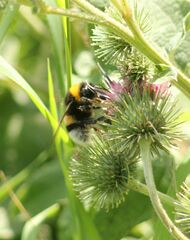 Bombus