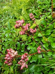 Leptarrhena pyrolifolia