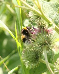 Bombus