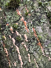 Nectria cinnabarina