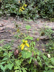 Rudbeckia laciniata