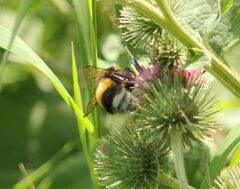 Bombus