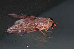 Tabanini