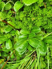 Leptarrhena pyrolifolia