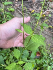 Rudbeckia laciniata