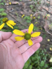 Rudbeckia laciniata