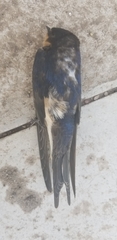 Hirundinidae