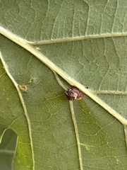 Neuroterus anthracinus