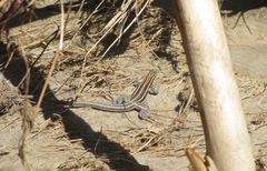 Aspidoscelis hyperythrus