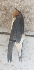 Hirundinidae