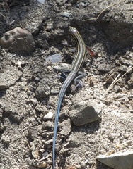 Aspidoscelis hyperythrus