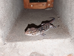 Chondrodactylus turneri