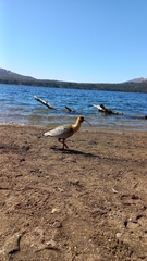 Theristicus melanopis