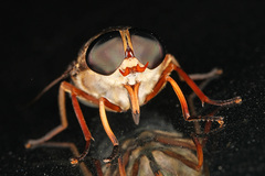 Tabanini