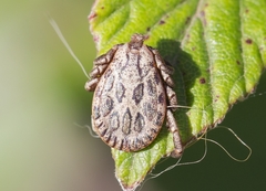 Dermacentor marginatus