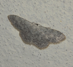Scopula marginepunctata