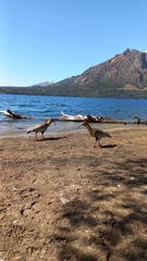 Theristicus melanopis