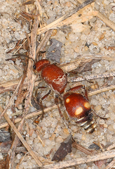 Dasymutilla quadriguttata